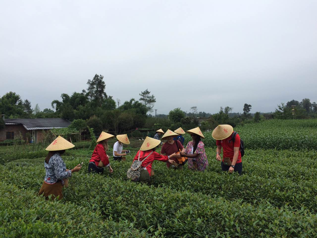 1+师生们亲自体验采茶的过程.JPG 1+师生们亲自体验采茶的过程.JPG